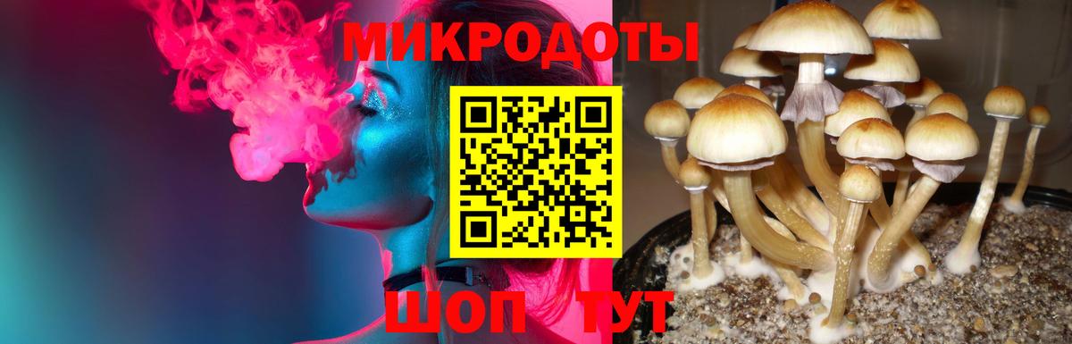 Галлюциногенные грибы Psilocybe Кыштым